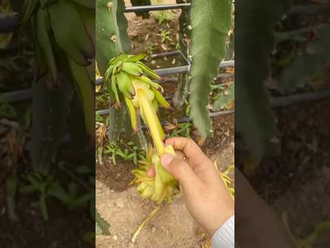 Removing Dragon Fruit Flower Technique #farming @RomFarm