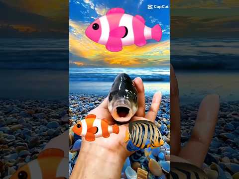 หม่ำแน่ หม่ำแน่ หม่ำแน่ #reels 🐠🐟🐳🐋🐬🦈#shortvideo #shortsvideo #shorts #short #subscribe #กดติดตาม
