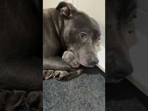 Staffy mum holds on to her puppy in a loving embrace #puppy #cuteanimal #cutepuppy #love #cute #pup