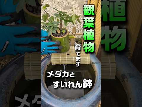 自作フィルターで小さな生態系ができた