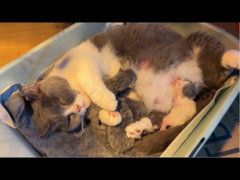 Meow Kittens: Short-legged cat gives birth.