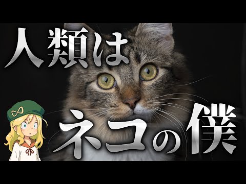 【ネコ】人類は本能的にネコが好き！？｜人類に隠されたネコが好きになるメカニズムとは【解説】