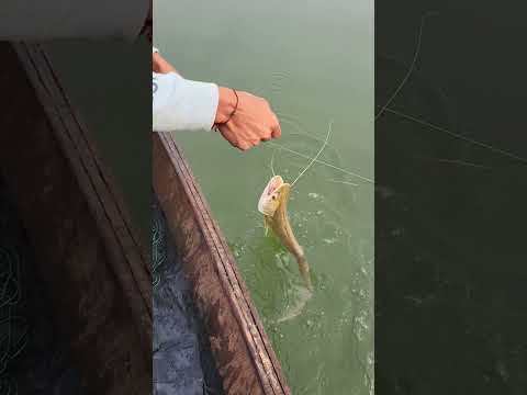 দেখো বন্ধুরা কত সুন্দর একটি বদমাশ বেড়েছে 😍🦈🦈 #shorts ##fishingviralshorts