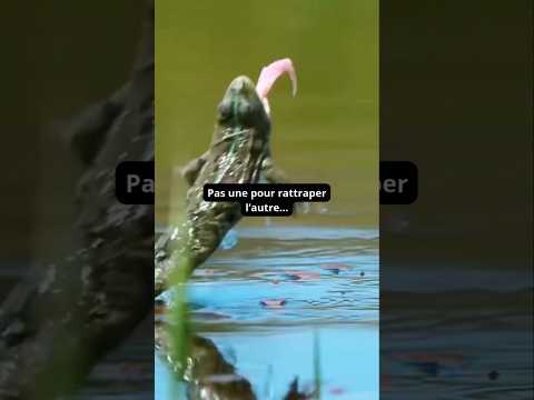 Les grenouilles sont les pires chasseuses du règne animal ! 🐸 #frog #grenouille #animal #viral