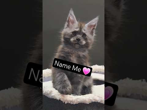 Could You love Me? Could You love Me?


 Check Us Out @ www.dreamweaverpets.com 






#mainecoon #kitten #fyp #cute