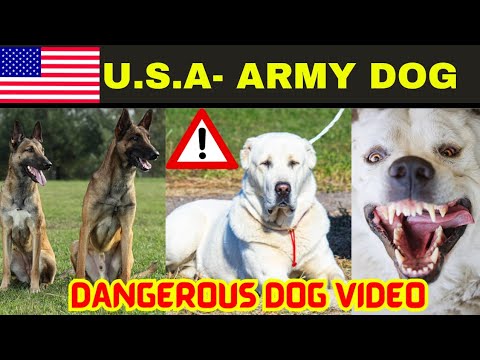 American Army Dog in India 🇮🇳 || दुनिया के सबसे फुर्तीले कुत्ते भारत में । ✴️ @RitikDogKennel177