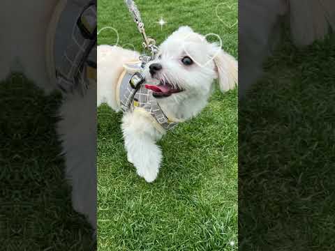 べるちゃんの成長記録 #犬 #いぬ #子犬 #こいぬ #チワマル #ちわまる #成長記録 #dog #doglover #puppy #cute