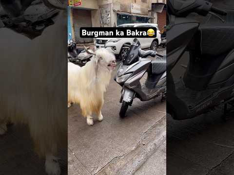 Burgman ka bakra #bakraeid #funny #ytshorts