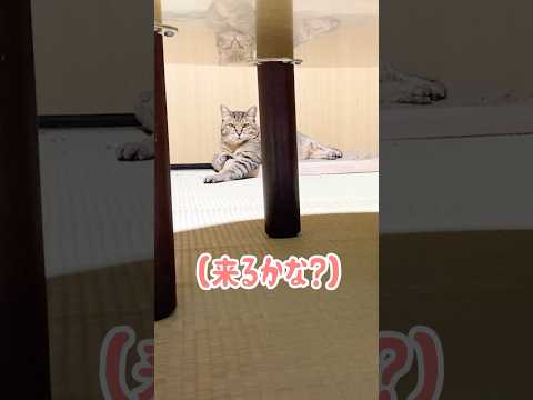 元野良猫の前で大好きな布団を敷くとこうなる…笑 #元野良猫 #添い寝 #甘えん坊