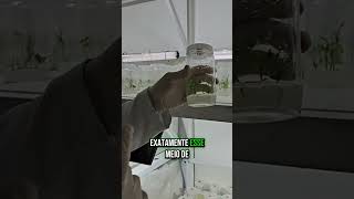 Laboratório de cultura de tecido vegetal