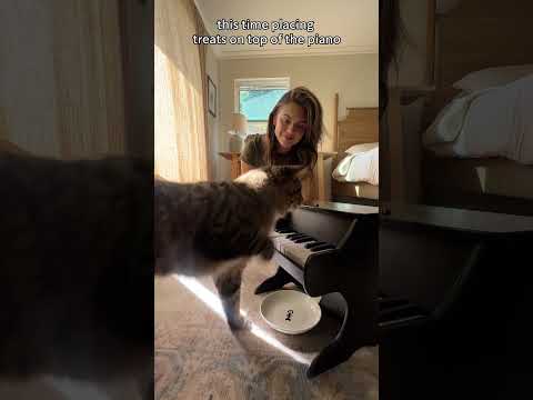 My wife taught our foster cat to play the piano... #petpiano