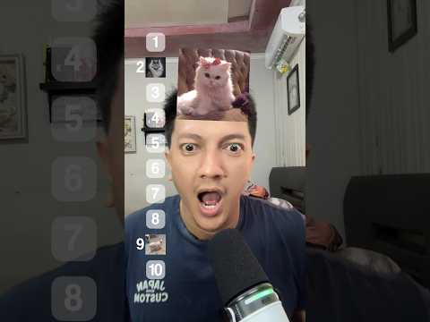 Rating Kucing Yang No 1 Imut Banget