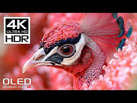 The Best 4K 60fps HDR Dolby Vision Video with Relaxing Music for Stress Relief
