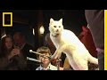 Training Cats: The Amazing Acro Cats