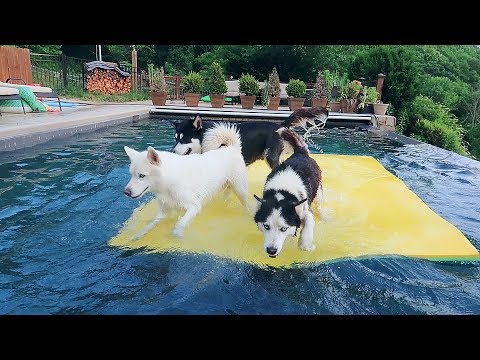 Husky Pool Day