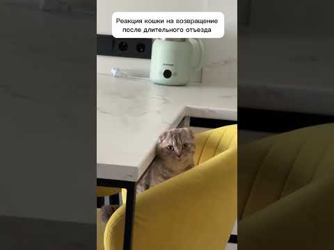 Реакция кошки на мое возвращение #животные #котики