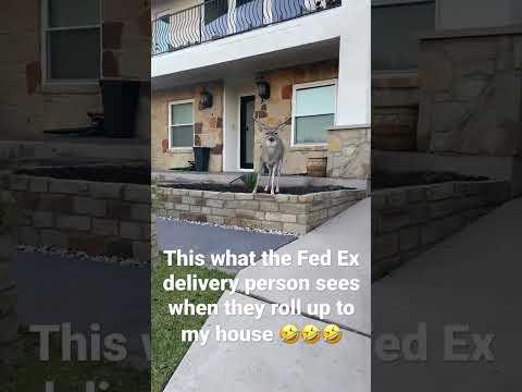This is what Fed Ex delivery person sees when they roll up to the Deer Whisperer’s house 😂😂😂