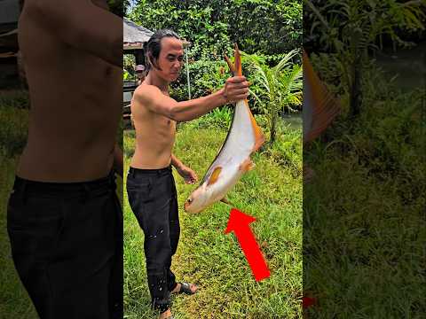 JANGAN PEGANG PATIN JUMBO‼️🥶
