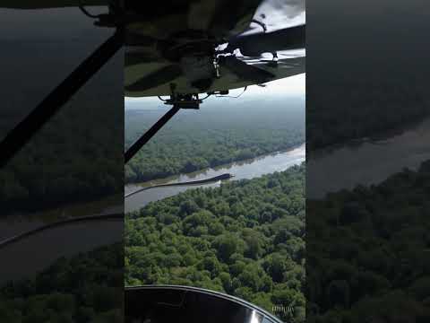 ¿Hay más de una Continúa la búsqueda de la anaconda gigante en el Amazonas – Is There More Than One