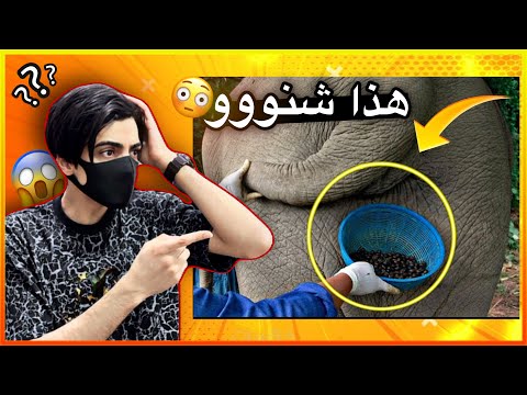 معقولة هذا الشي صحيح 😳😱!!؟؟ (معلومات راح تصدمك)