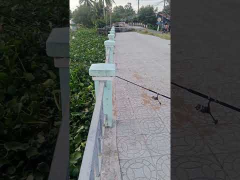 Bãi câu đẹp luôn luôn móm #fishing #fishingmientay #shorts
