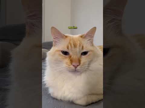 O DIA QUE EU VIREI O GATOXINHA #gatoxinha #humor #gatos