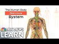 Exploring Human Body Systems and Their Interactions