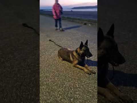 public off lead obedience training Belgian malinois #shorts #westonsupermare