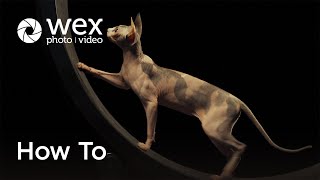 How To | Capture Animal Portraits with Tim Flach on Felines
