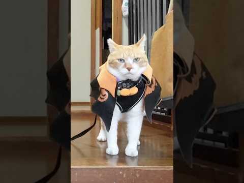 ハロウィンの猫コスチュームが信長に見える？ユーモラスな猫武将映像 サムネイル