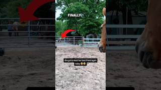 Horse Reunites with Best Friend ❤️