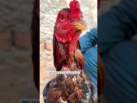 Lakha rooster #roosterfarm #aseelmurga #rooster #viralvideo #youtubqeshorts #pets #animals