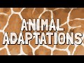 Exploring Animal Adaptations for Survival