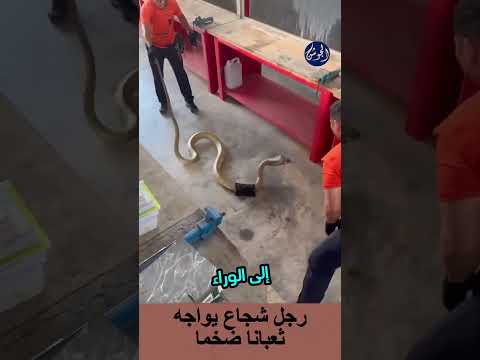 رجل شجاع في مواجهة ثعبان ضخم #viral