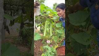 సొరకాయలు… @MADGARDENER  #plants  #garden  #gardening  #farming  #organic