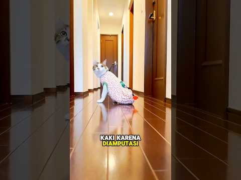 Kucing Tanpa Kaki dan Majikan yang Tulus🥺🐱