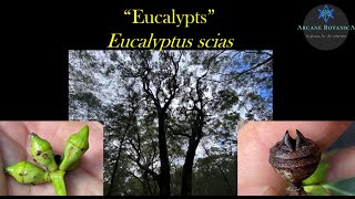 Eucalyptus ID: Eucalyptus scias (Large-fruited Red Mahogany)