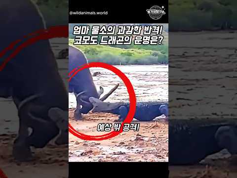 엄마 물소 과감한 반격! 코모도 드래곤 운명은?