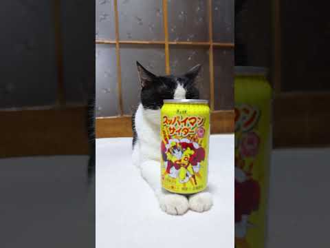 スッパイマンサイダー：ユニークな猫の動画でほっこり癒される サムネイル