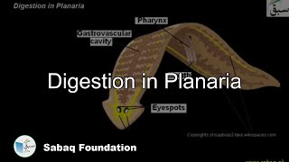 Digestion in Planaria