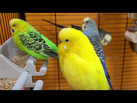 budgie sounds for relaxation