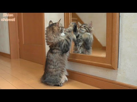 かかってこい！鏡の中の自分と戦う子猫たち