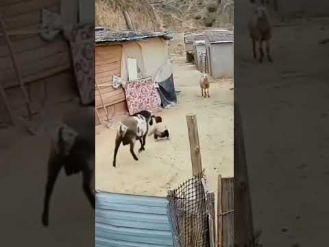 Eid is coming, animals are not known, so take care of your children.