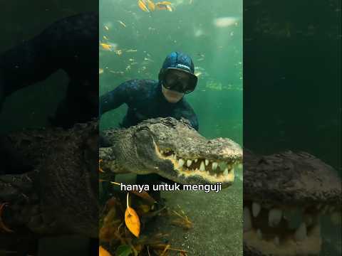 Menantang Buaya Tanpa Takut #shorts