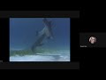 Dolphin Behavior and Learning