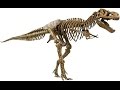 Evolutionary Biology Concepts