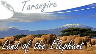 Tarangire: Land of the Elephant | Giants of Tanzania’s Wild Heart