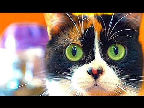 7 Lifehacks für Kater!