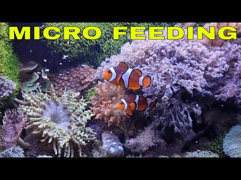 Fluval Evo Nano Reef Update Hi Guys. On this episode we'll be taking a look at my Fluval Evo Marine aquarium.
Tips on micro feei