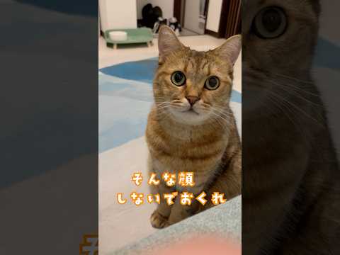 猫の動画サムネイル - 猫を飼ってると仕事に行きたくなる理由… #shorts